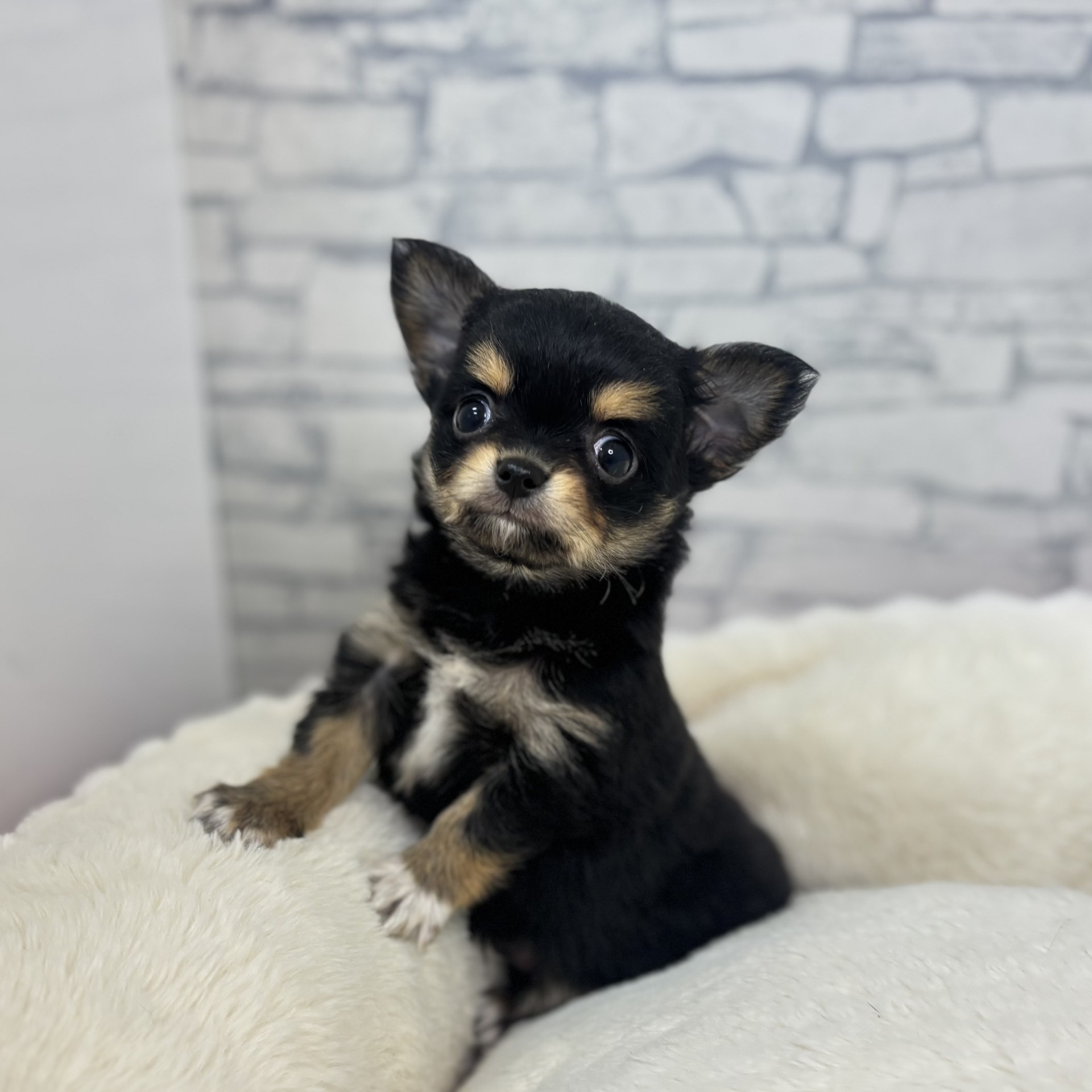 長野県のチワワ(ロング) (犬の家＆猫の里長野店/2026年3月1日生まれ/男の子/ブラックタン)の子犬の4枚目の画像