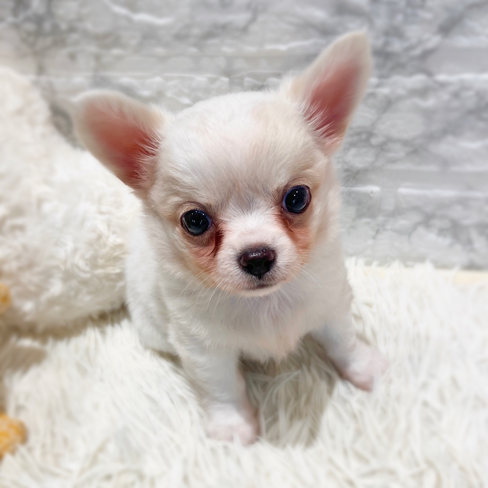 愛知県のチワワ(ロング) (犬の家＆猫の里MiO香久山店/2026年3月2日生まれ/男の子/クリーム)の子犬の4枚目の画像