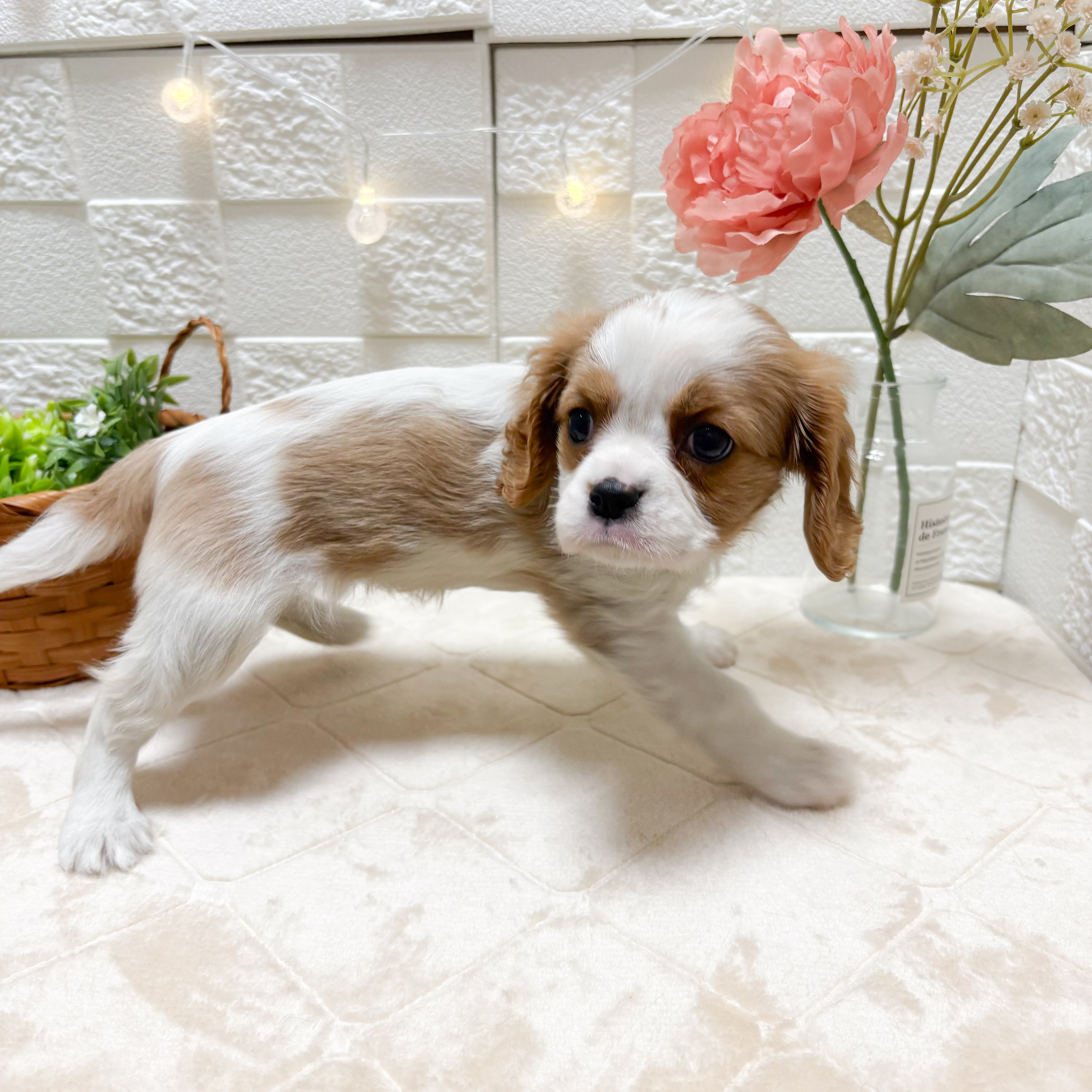 東京都のキャバリアキングチャールズスパニエル (犬の家＆猫の里ペットフォレスト小平店/2026年2月24日生まれ/女の子/ブレンハイム)の子犬の4枚目の画像