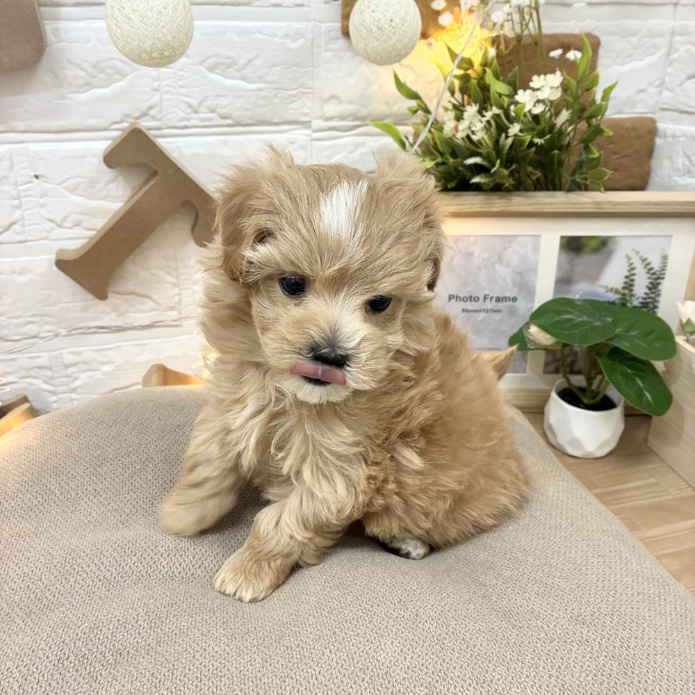 千葉県のマルプー(マルチーズ×プードル) (犬の家＆猫の里ワンズモール稲毛店/2026年3月2日生まれ/女の子/アプリコットホワイト)の子犬の4枚目の画像