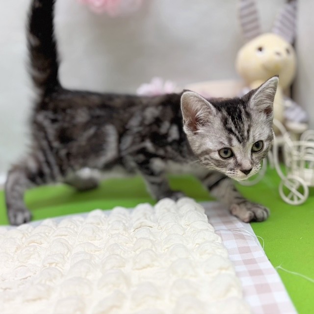 静岡県のアメリカンショートヘアー (犬の家＆猫の里藤枝店/2026年2月26日生まれ/女の子/シルバーパッチドタビー)の子猫の4枚目の画像