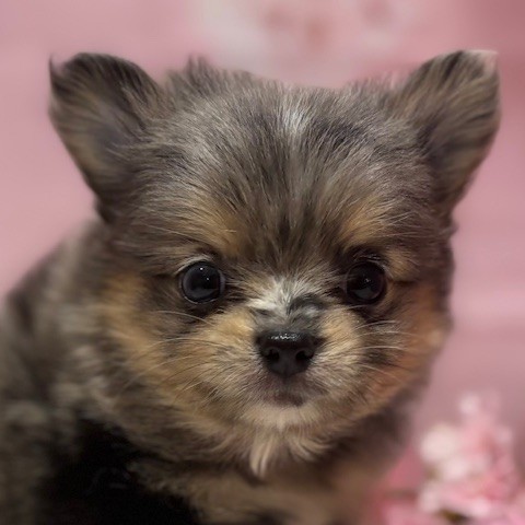 ハーフ犬男の子の写真