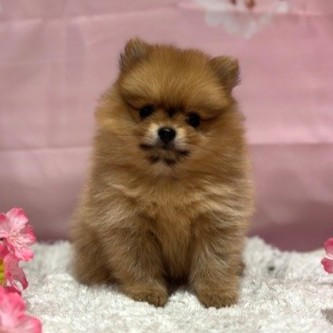 福岡県のポメラニアン (犬の家＆猫の里トリアス久山店/2026年3月2日生まれ/女の子/オレンジ)の子犬の4枚目の画像