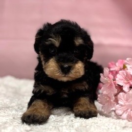 福岡県のシュナプー(シュナウザー×プードル) (犬の家＆猫の里トリアス久山店/2026年3月3日生まれ/男の子/ブラックタン)の子犬の4枚目の画像