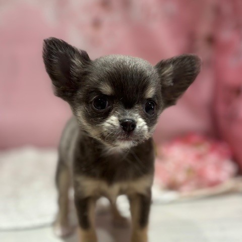 福岡県のチワワ(ロング) (犬の家＆猫の里トリアス久山店/2026年3月3日生まれ/女の子/ブルータン)の子犬の4枚目の画像