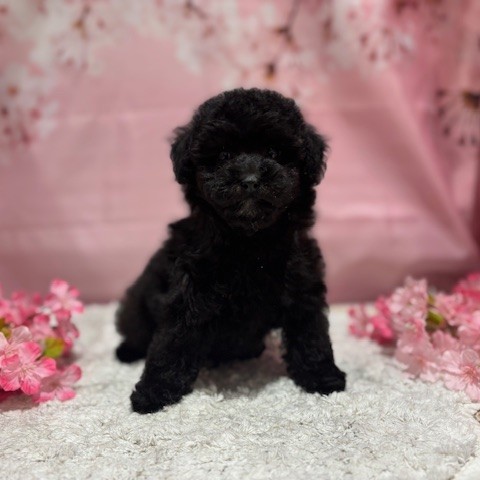 福岡県のトイプードル(トイ) (犬の家＆猫の里トリアス久山店/2026年3月2日生まれ/男の子/ブラック)の子犬の4枚目の画像