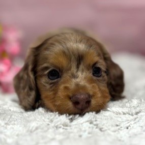 福岡県のミニチュアダックスフンド(ロング) (犬の家＆猫の里トリアス久山店/2026年3月2日生まれ/女の子/チョコレートダップル)の子犬の4枚目の画像