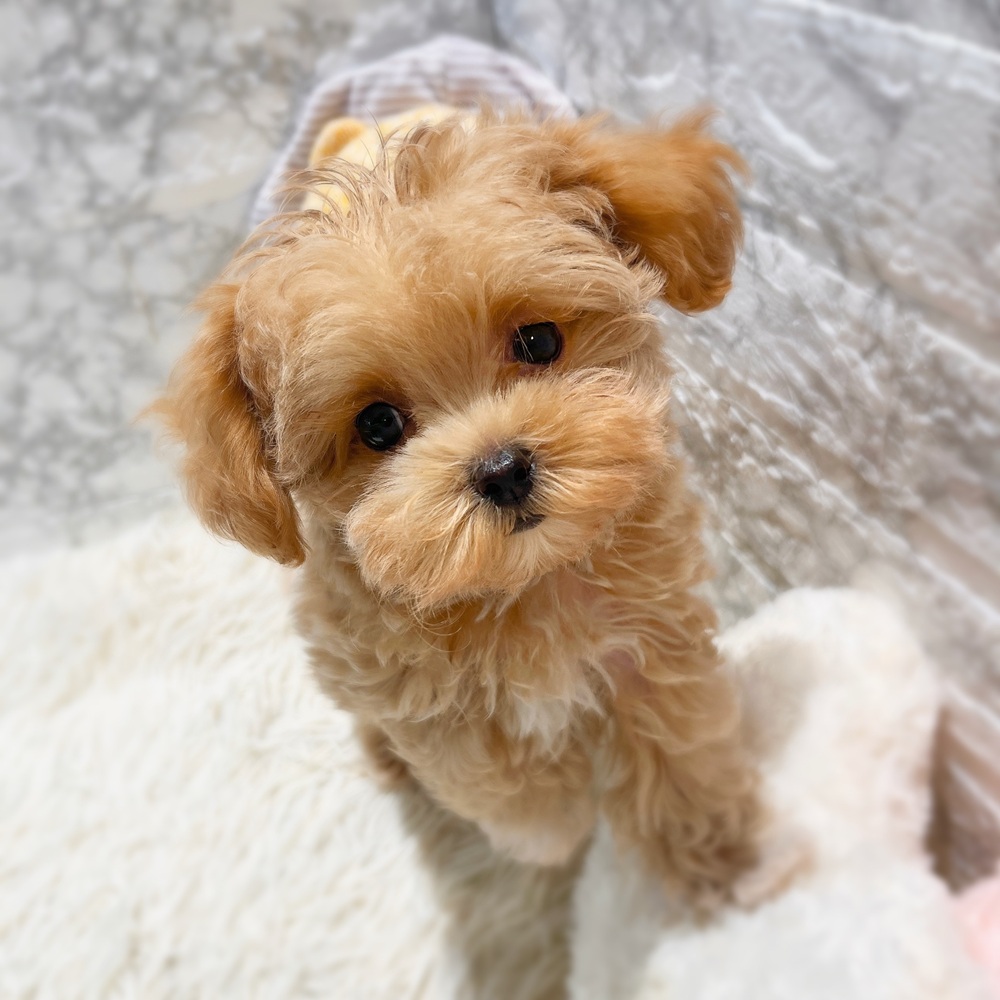 愛知県のマルプー(マルチーズ×プードル) (犬の家＆猫の里MiO香久山店/2026年2月15日生まれ/女の子/アプリコット)の子犬の4枚目の画像