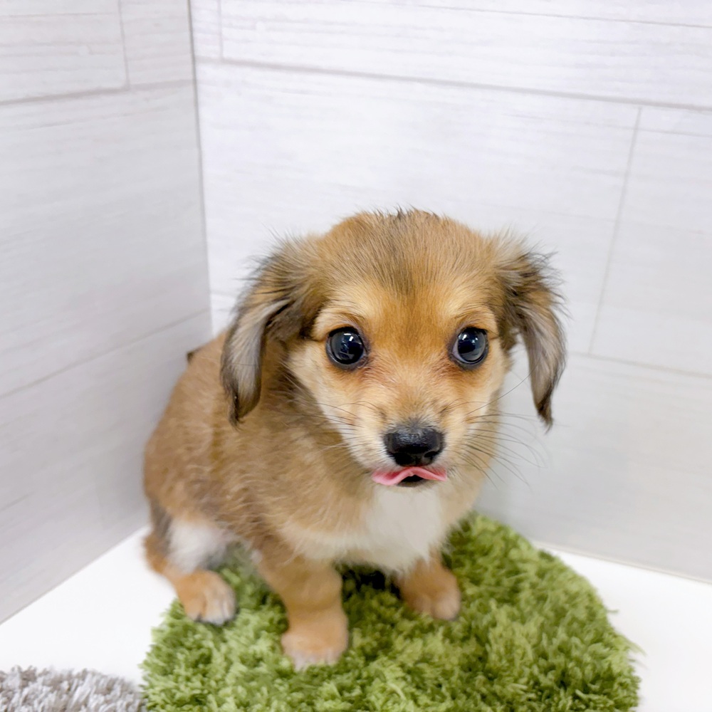 石川県のチワックス(チワワ×ダックス) (犬の家＆猫の里アミーゴ金沢おこばた店/2026年3月2日生まれ/男の子/レッド)の子犬の4枚目の画像
