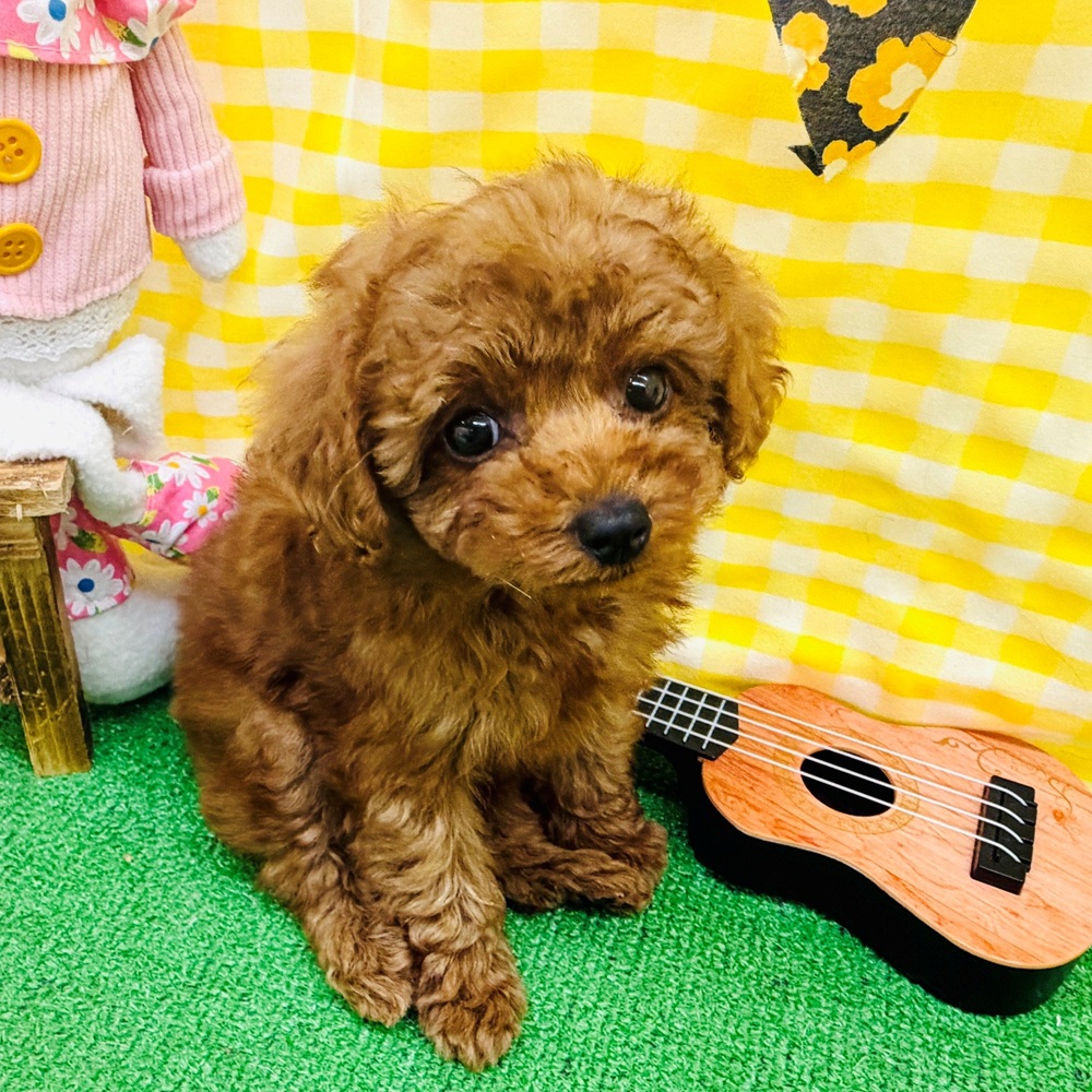 愛知県のトイプードル(トイ) (犬の家＆猫の里名古屋天白店/2026年3月3日生まれ/女の子/レッドフォーン)の子犬の4枚目の画像