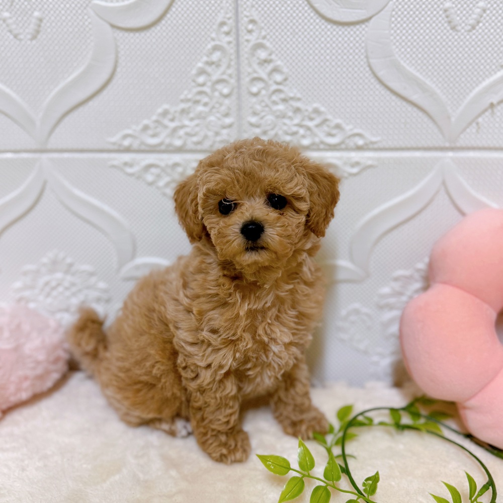 愛知県のビションプー(ビションフリーゼ×プードル) (犬の家＆猫の里岡崎店/2026年3月1日生まれ/女の子/クリーム)の子犬の4枚目の画像
