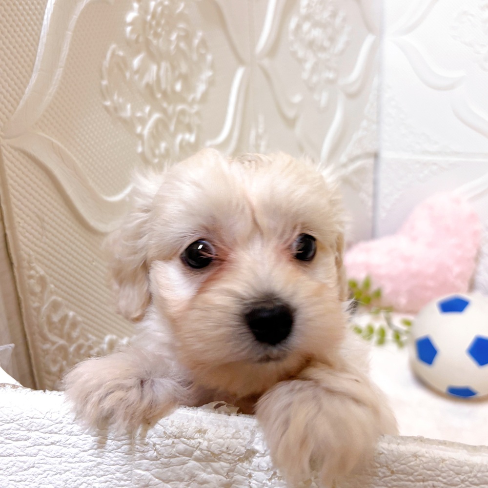 愛知県のマルックス(マルチーズ×ダックス) (犬の家＆猫の里岡崎店/2026年3月3日生まれ/男の子/クリームホワイト)の子犬の4枚目の画像