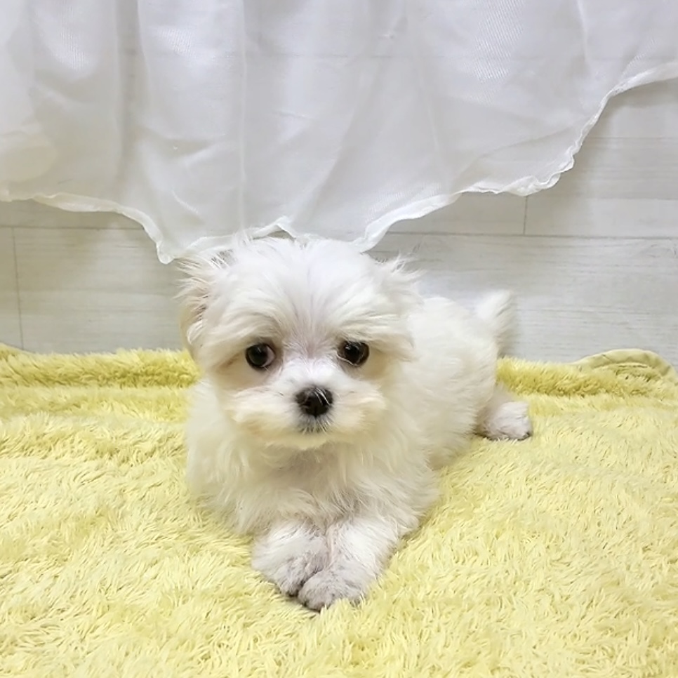 愛知県のマルチーズ (犬の家＆猫の里碧南店/2026年3月1日生まれ/女の子/ホワイト)の子犬の4枚目の画像