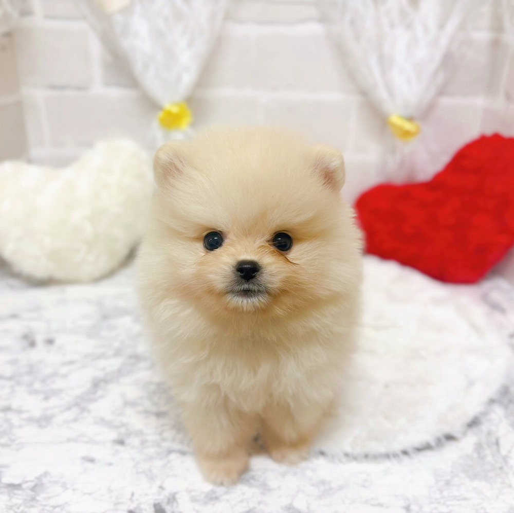 京都府のポメラニアン (犬の家＆猫の里京都精華店/2026年3月5日生まれ/男の子/クリーム)の子犬の1枚目の画像