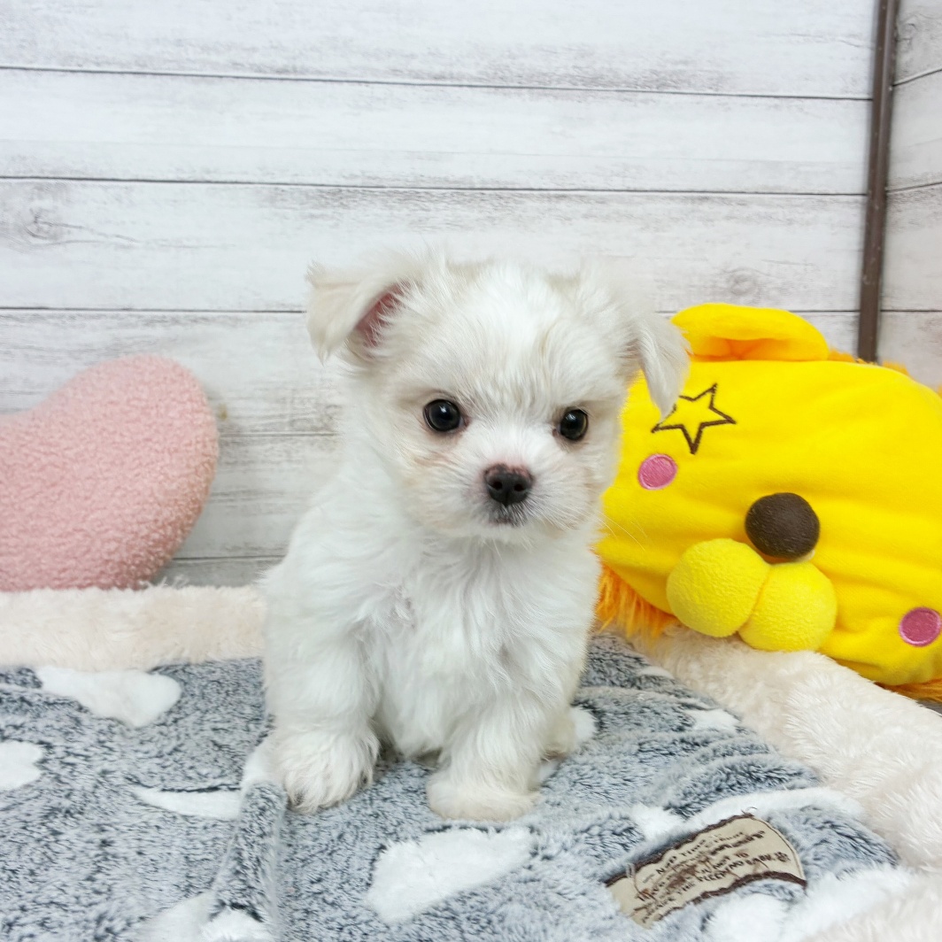兵庫県のチワマル/マルチワ(チワワ×マルチーズ) (犬の家＆猫の里川西店/2026年3月2日生まれ/男の子/ホワイトクリーム)の子犬の1枚目の画像