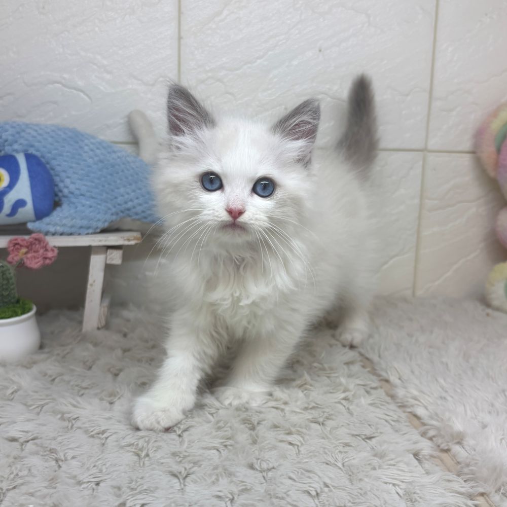 兵庫県のラグドール (犬の家＆猫の里ゆめタウン姫路店/2026年2月24日生まれ/男の子/ブルーポイントバイカラー)の子猫の4枚目の画像