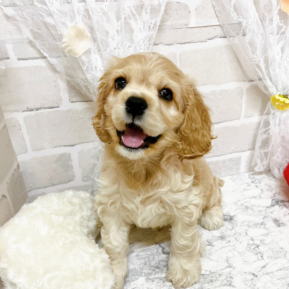 京都府のアメリカンコッカースパニエル (犬の家＆猫の里京都精華店/2026年3月5日生まれ/男の子/バフ)の子犬の4枚目の画像