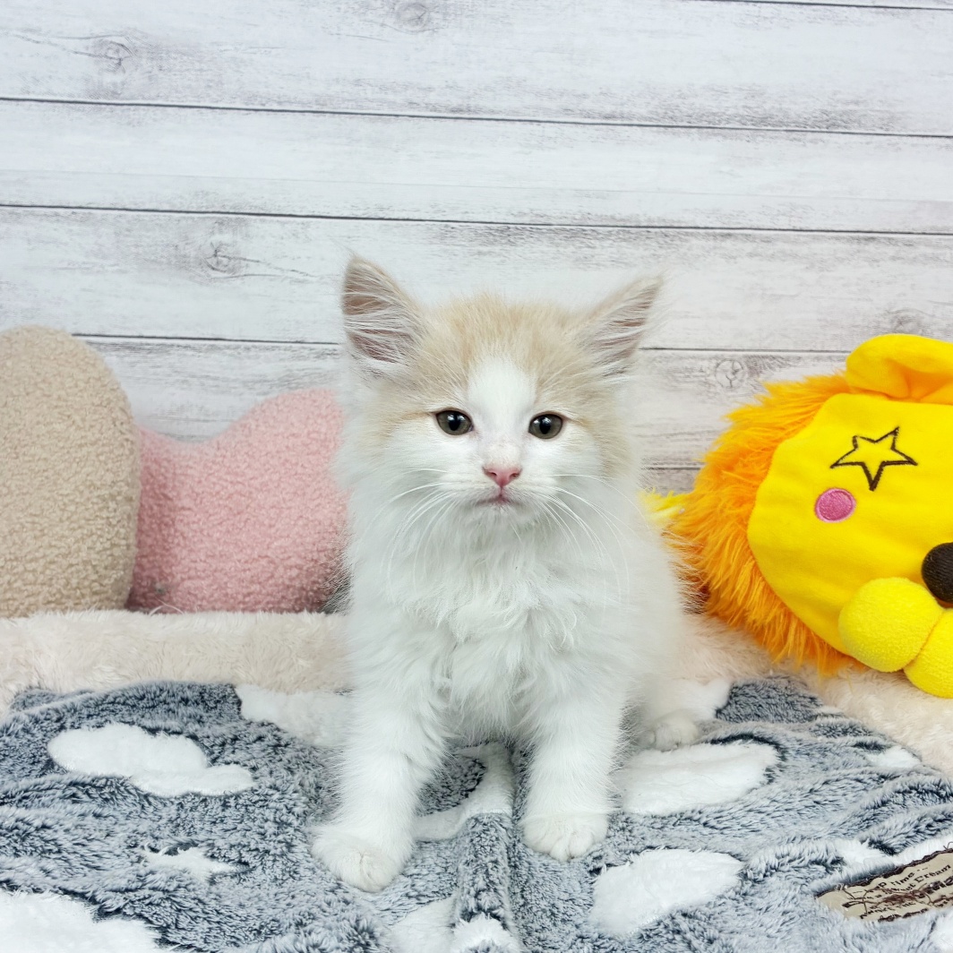兵庫県のノルウェージャンフォレストキャット (犬の家＆猫の里川西店/2026年3月5日生まれ/女の子/クリームタビーホワイト)の子猫の4枚目の画像