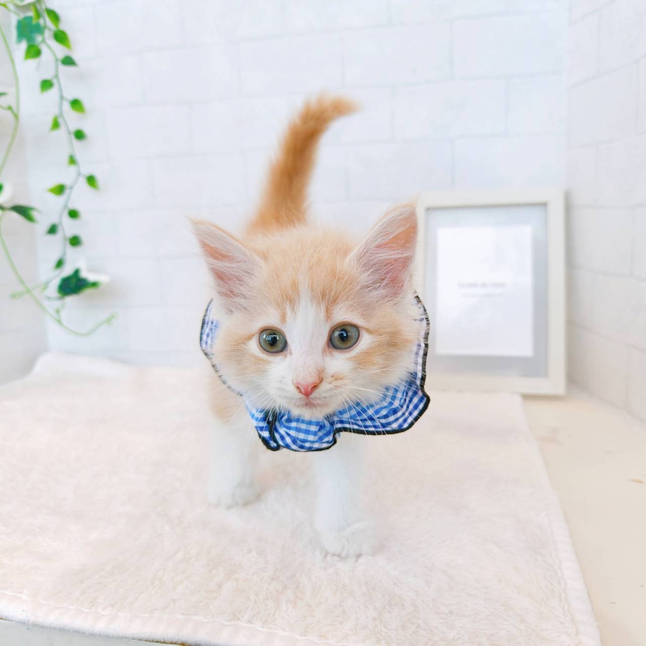 石川県のノルウェージャンフォレストキャット (犬の家＆猫の里金沢店/2026年3月4日生まれ/男の子/クリームタビーホワイト)の子猫の4枚目の画像