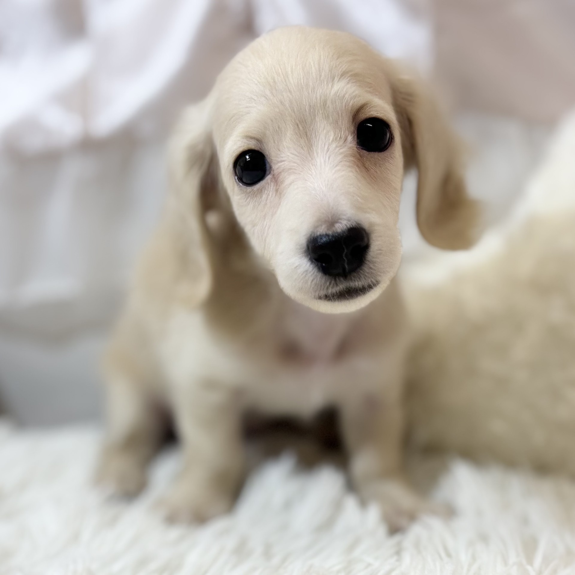 兵庫県のミニチュアダックスフンド(ロング) (犬の家＆猫の里カナート西神戸店/2026年2月28日生まれ/女の子/イエロー)の子犬の4枚目の画像