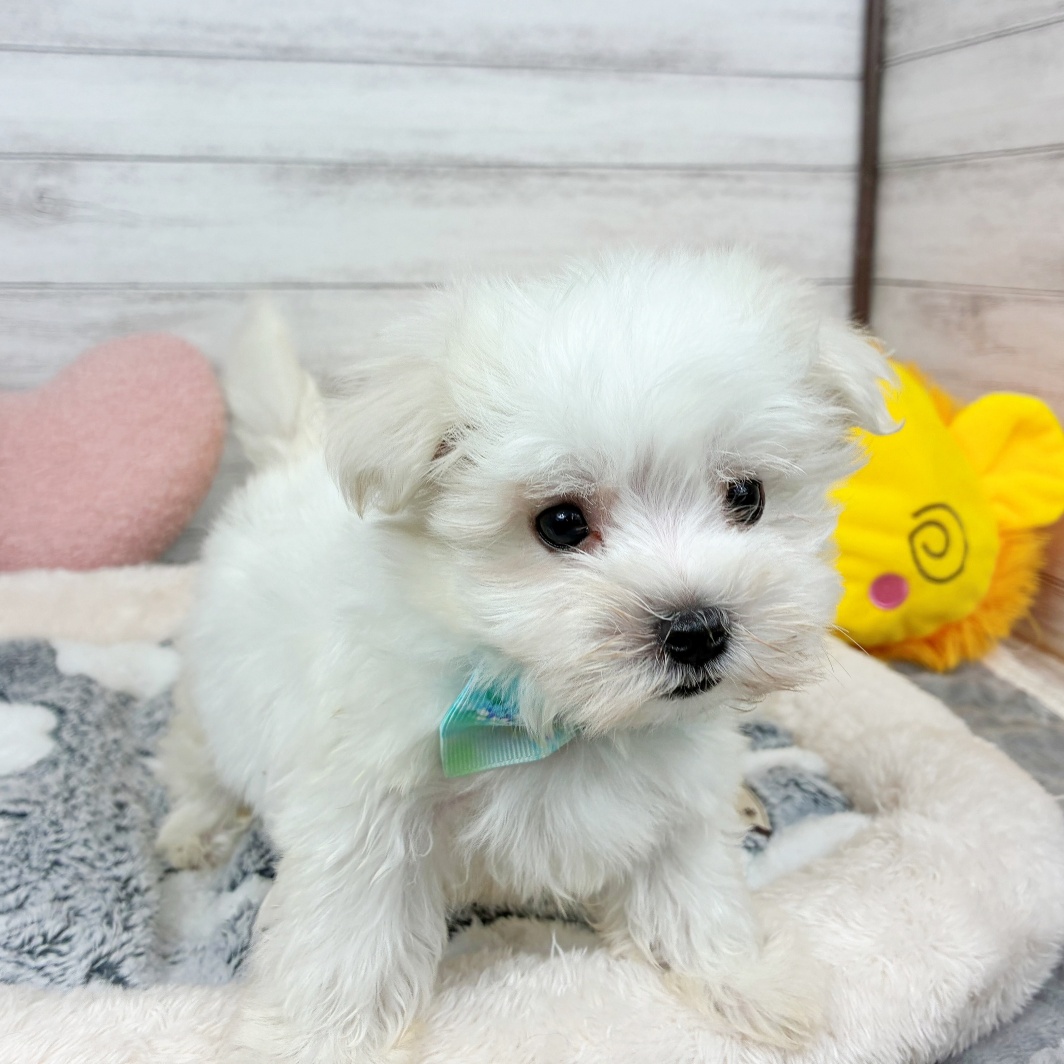 兵庫県のマルチーズ (犬の家＆猫の里川西店/2026年3月5日生まれ/男の子/ホワイト)の子犬の4枚目の画像