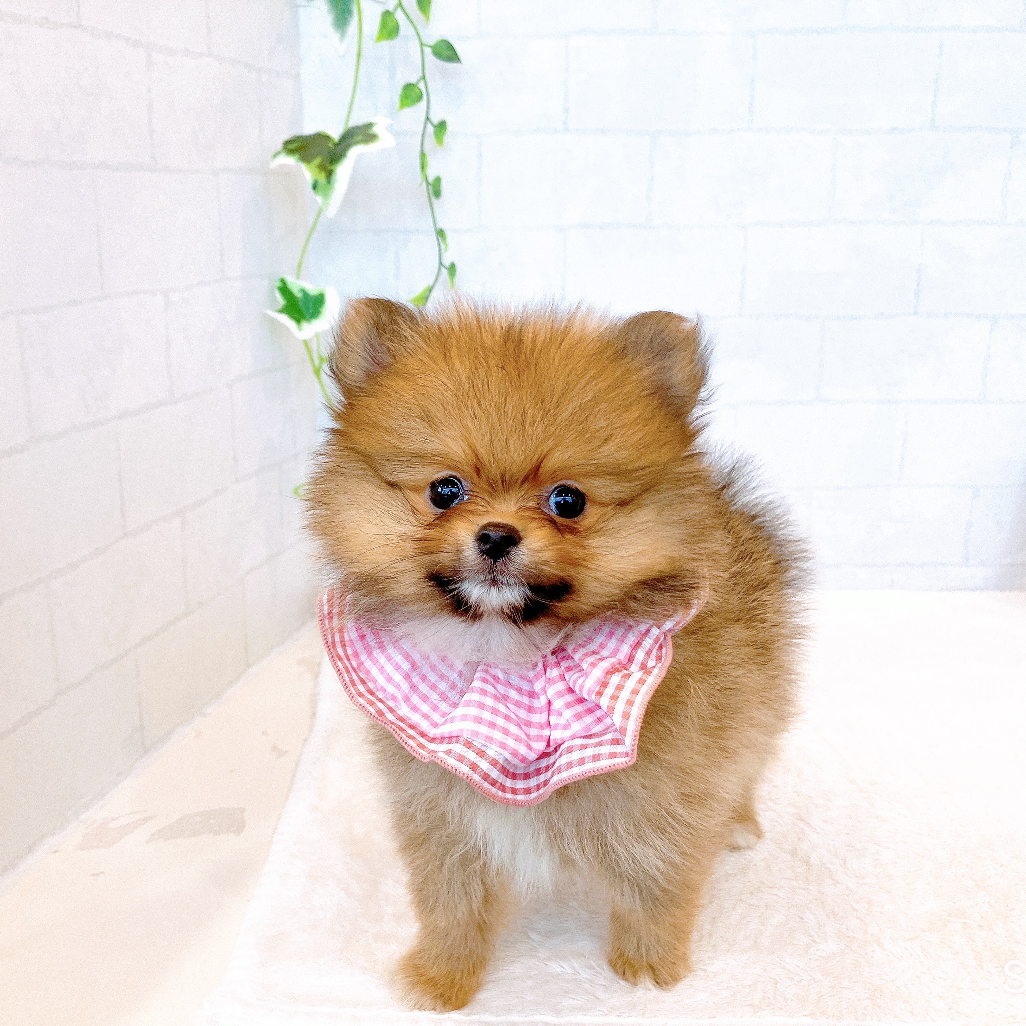 石川県のポメラニアン (犬の家＆猫の里金沢店/2026年3月3日生まれ/女の子/オレンジセーブル)の子犬の4枚目の画像