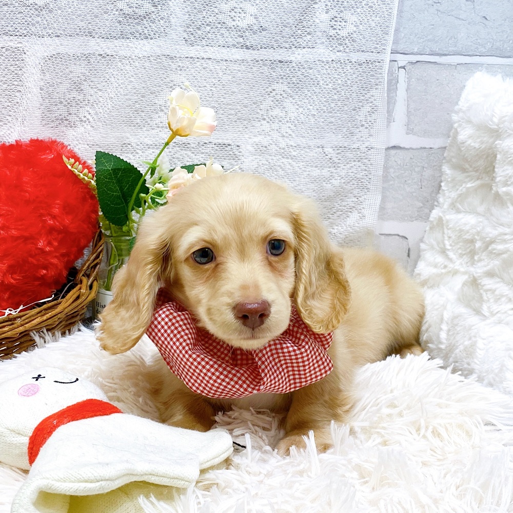 滋賀県のミニチュアダックスフンド(ロング) (犬の家＆猫の里長浜店/2026年3月2日生まれ/男の子/イエロー)の子犬の4枚目の画像