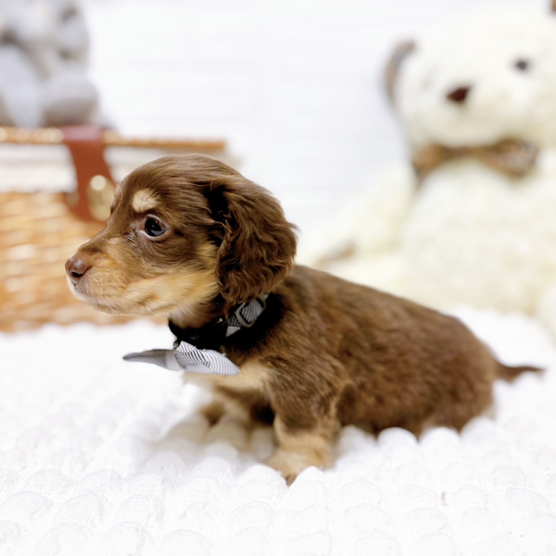 滋賀県のミニチュアダックスフンド(ロング) (犬の家＆猫の里近江八幡店/2026年3月3日生まれ/男の子/ブラウンタン)の子犬の4枚目の画像