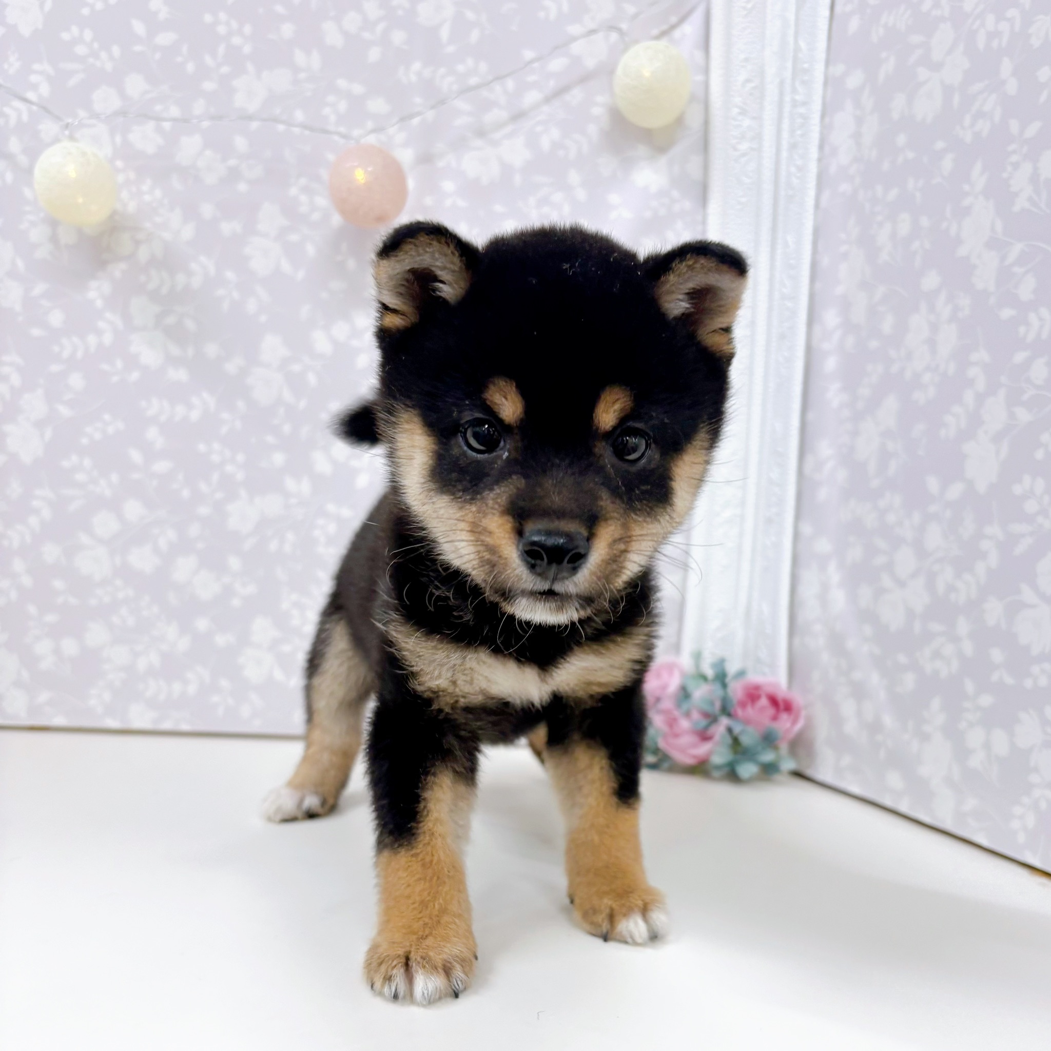 富山県の豆柴 (犬の家＆猫の里アミーゴ高岡蓮花寺店/2026年3月5日生まれ/男の子/黒)の子犬の1枚目の画像