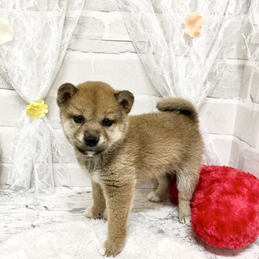 京都府の柴犬(標準サイズ) (犬の家＆猫の里京都精華店/2026年3月5日生まれ/女の子/赤)の子犬の4枚目の画像