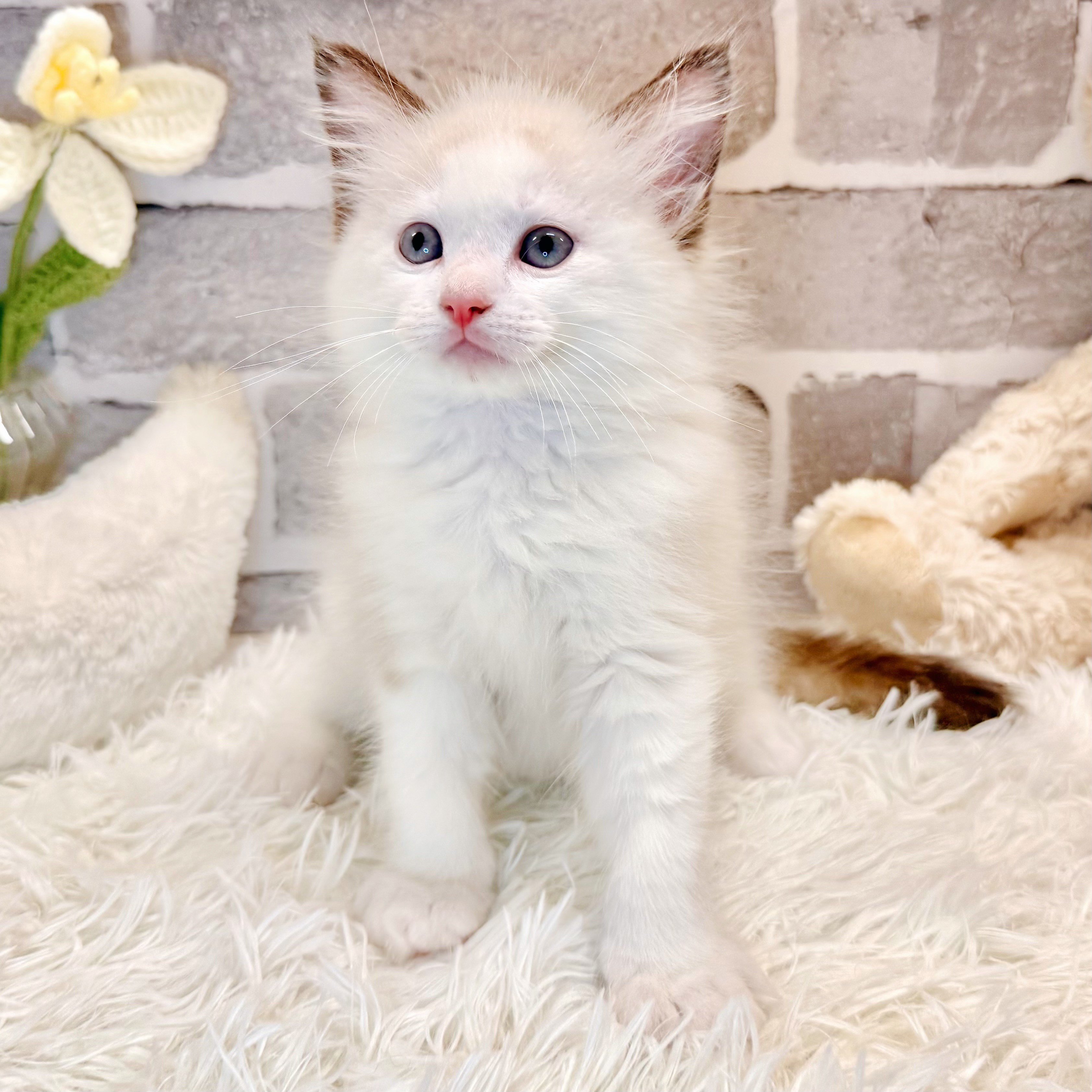 兵庫県のラグドール (犬の家＆猫の里神戸店/2026年3月2日生まれ/女の子/シールポイントバイカラー)の子猫の4枚目の画像