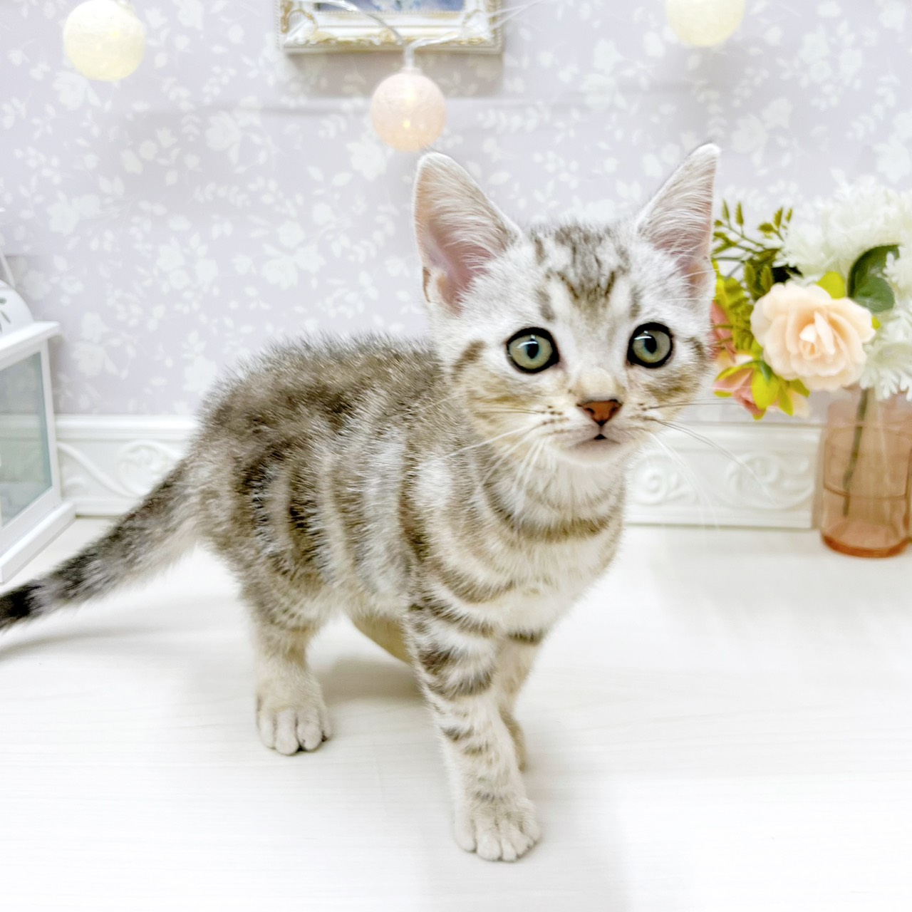 富山県のアメリカンショートヘアー (犬の家＆猫の里アミーゴ山室店/2026年2月26日生まれ/男の子/シルバータビー)の子猫の4枚目の画像
