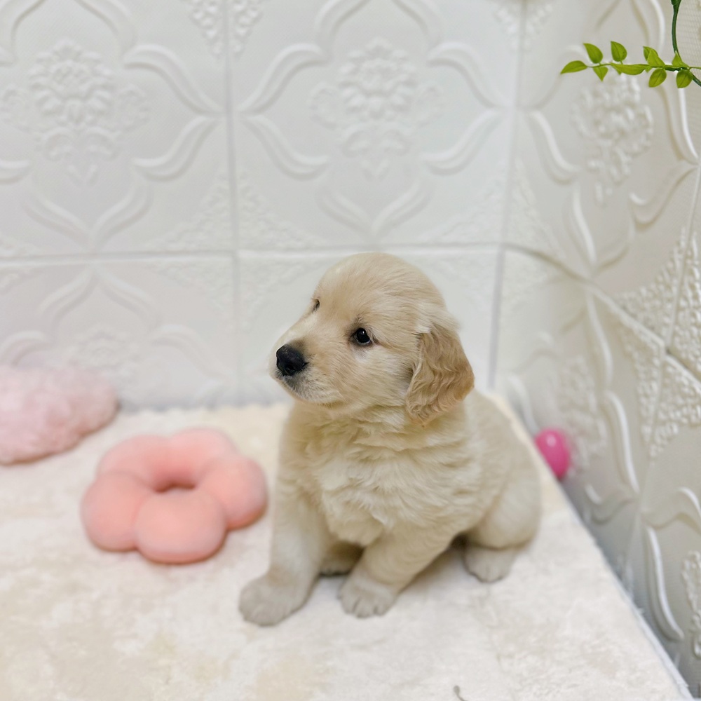 愛知県のゴールデンレトリバー (犬の家＆猫の里岡崎店/2026年3月6日生まれ/男の子/ゴールデン)の子犬の4枚目の画像