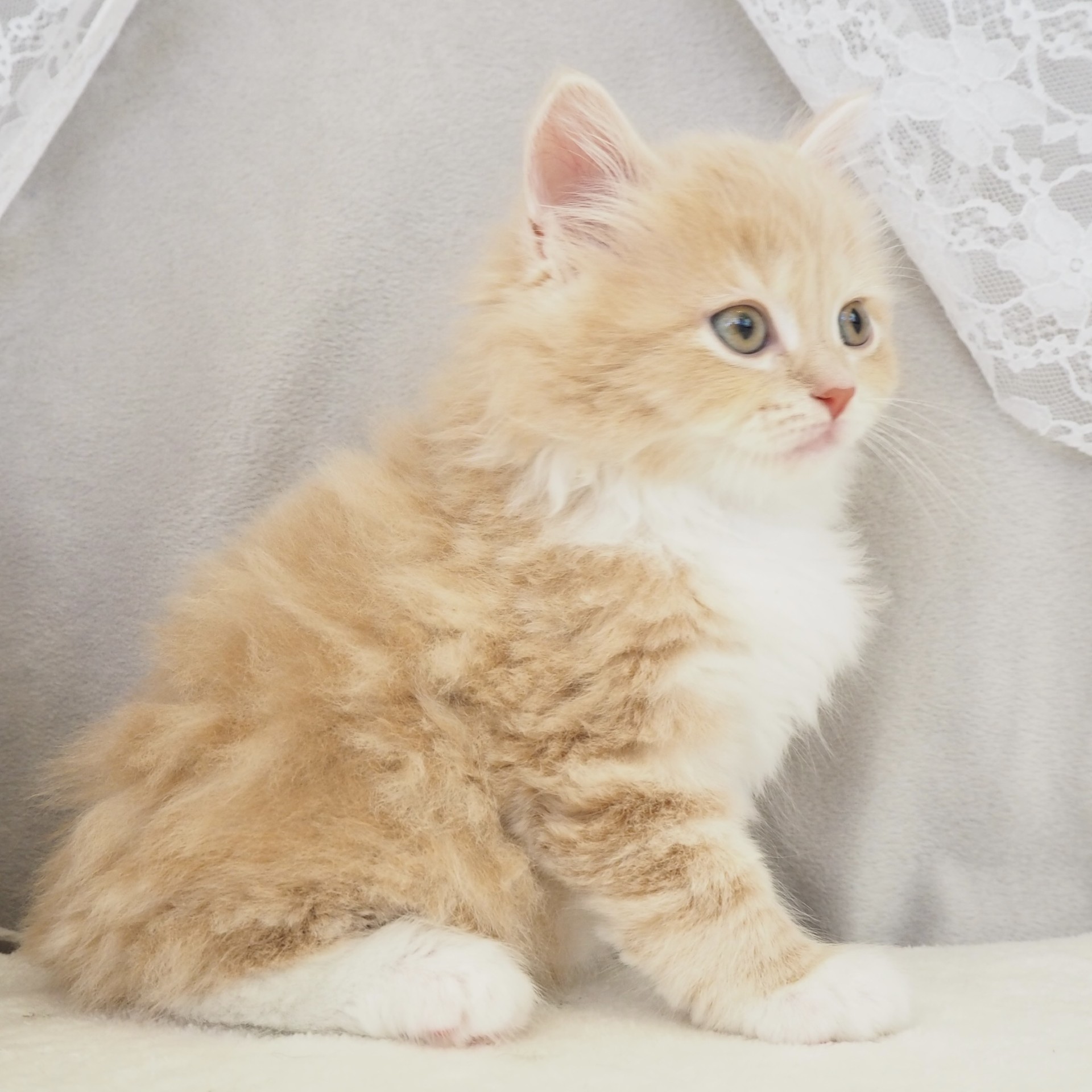 大阪府のサイベリアン (犬の家＆猫の里もりのみやキューズモールBASE店/2026年3月3日生まれ/男の子/クリームタビーホワイト)の子猫の4枚目の画像