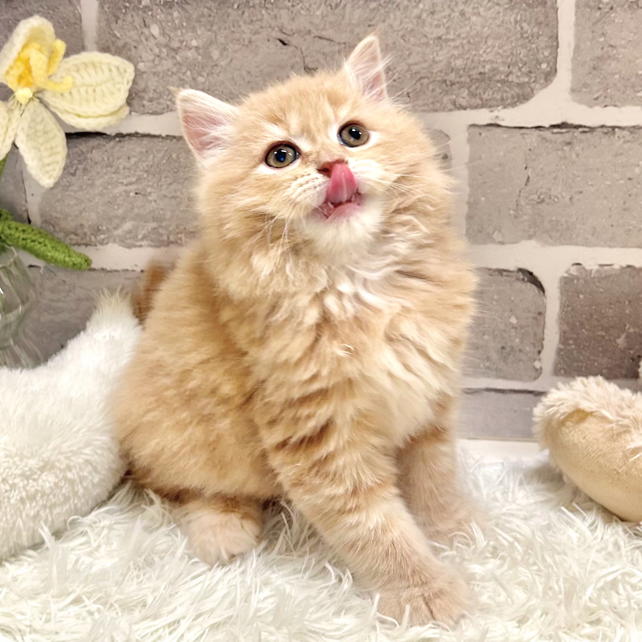兵庫県のサイベリアン (犬の家＆猫の里神戸店/2026年3月3日生まれ/男の子/クリームタビー)の子猫の4枚目の画像