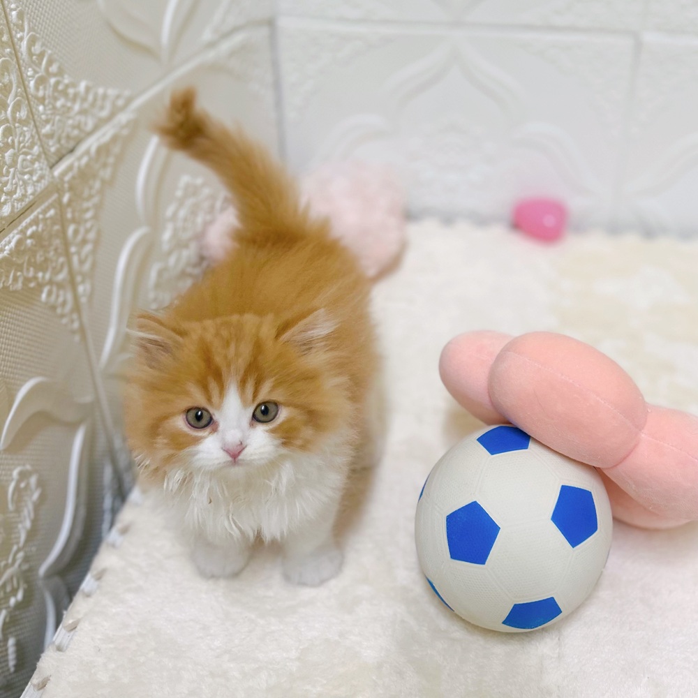 愛知県のスコティッシュフォールド (犬の家＆猫の里岡崎店/2026年3月4日生まれ/女の子/レッドタビーホワイト)の子猫の1枚目の画像