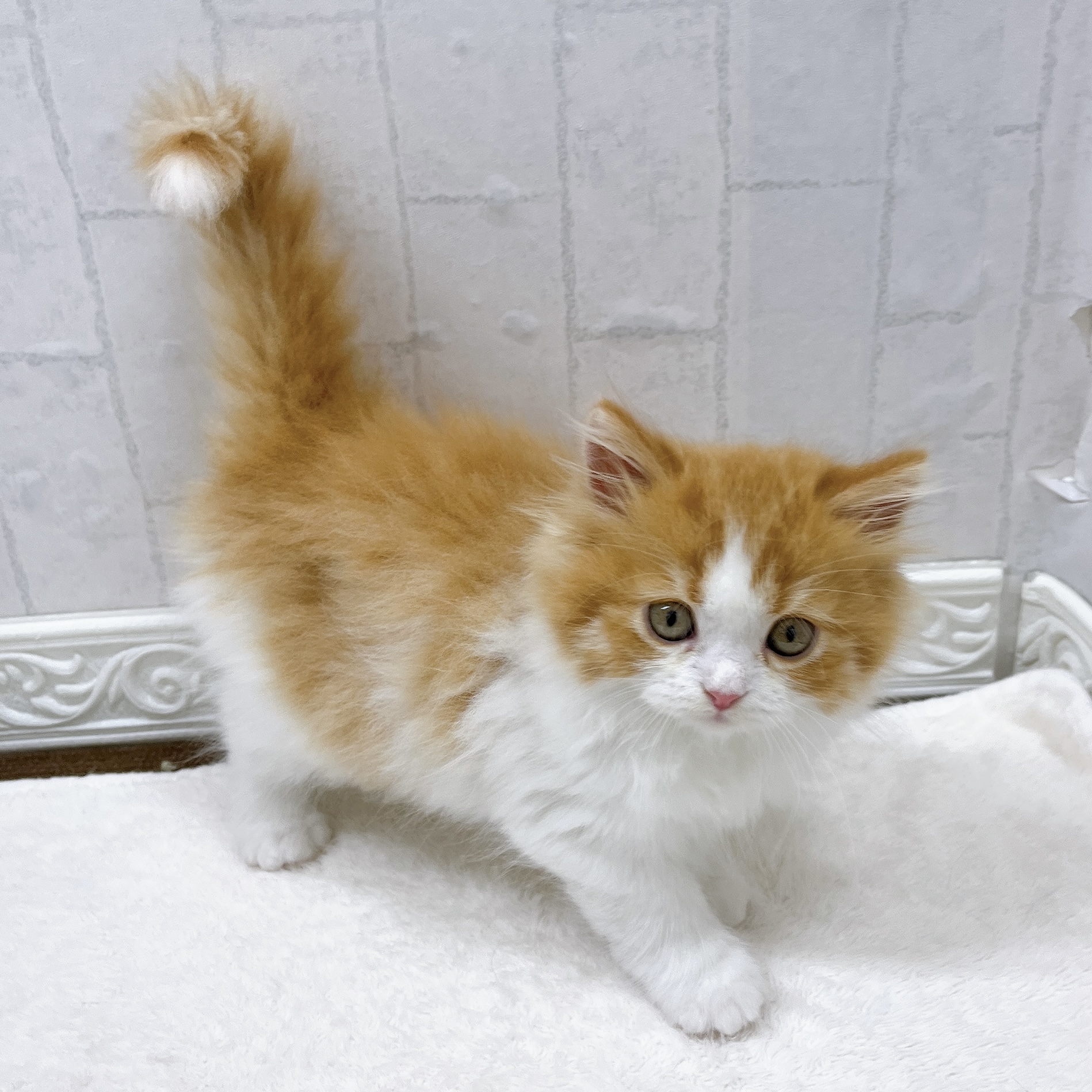 石川県のスコティッシュフォールド (犬の家＆猫の里アミーゴ金沢有松店/2026年3月4日生まれ/男の子/レッドタビーホワイト)の子猫の4枚目の画像
