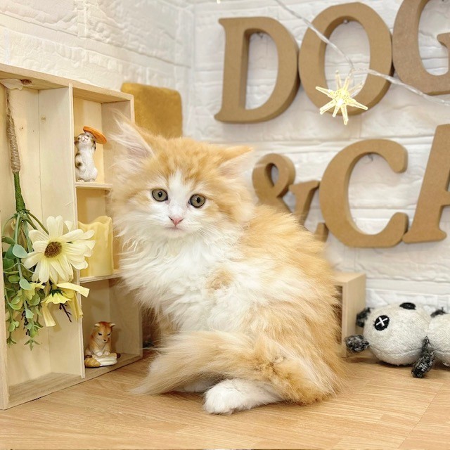 千葉県のミヌエット (犬の家＆猫の里ワンズモール稲毛店/2026年2月24日生まれ/女の子/レッドタビーホワイト)の子猫の4枚目の画像