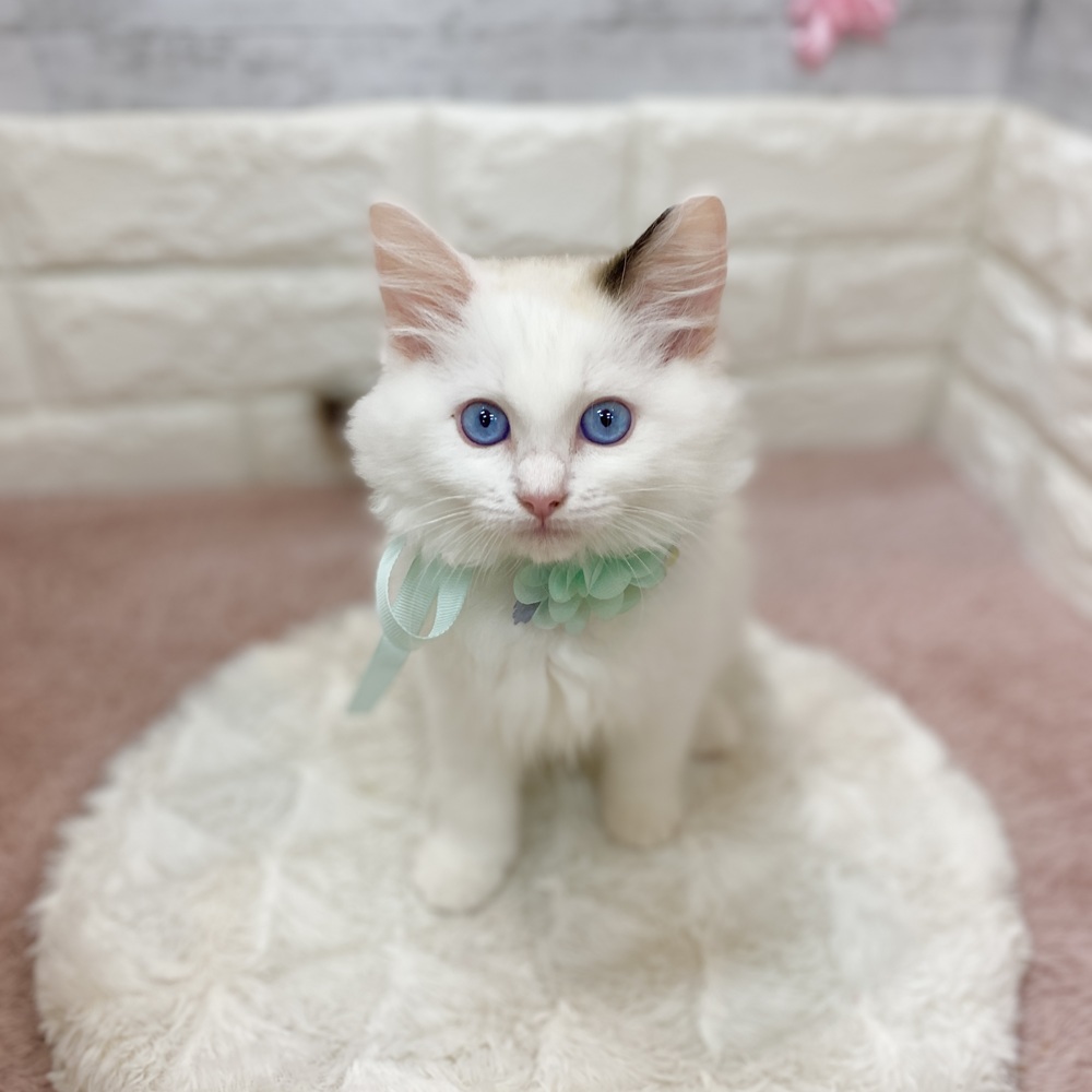 静岡県のラグドール (犬の家＆猫の里プレ葉ウォーク浜北店/2026年3月7日生まれ/女の子/シールポイントバイカラー)の子猫の4枚目の画像