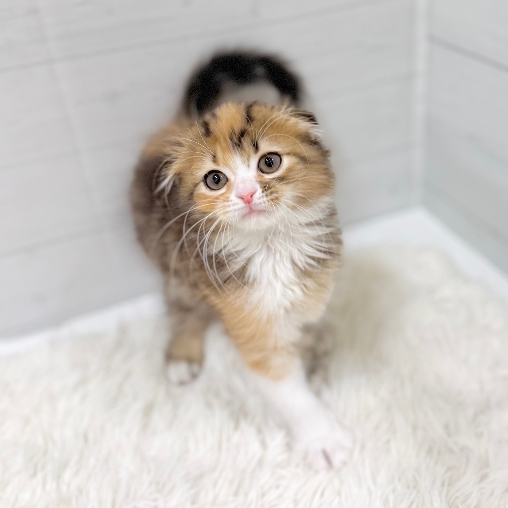 愛知県のスコティッシュフォールド (犬の家＆猫の里豊田店/2026年3月5日生まれ/女の子/ブラウンパッチドタビーホワイト)の子猫の1枚目の画像