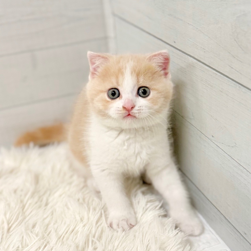 愛知県のスコティッシュフォールド (犬の家＆猫の里豊田店/2026年3月7日生まれ/男の子/クリームタビーホワイト)の子猫の4枚目の画像