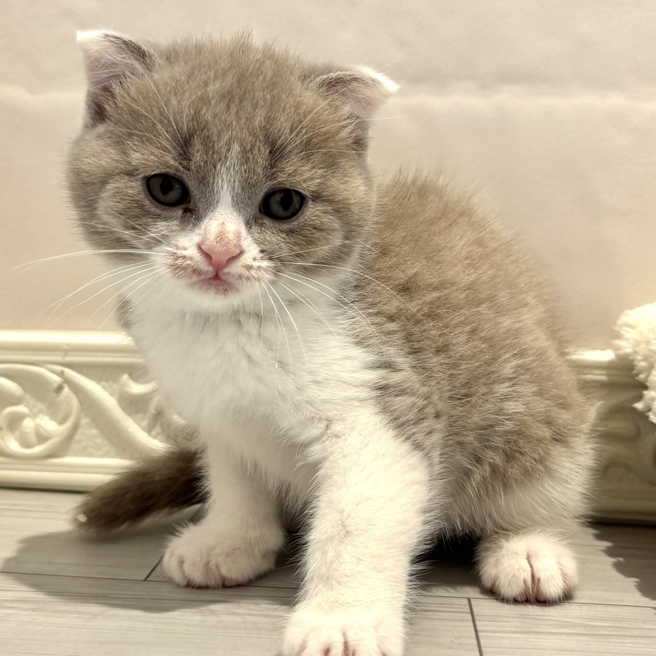 愛知県のスコティッシュフォールド (犬の家＆猫の里春日井本店/2026年3月7日生まれ/女の子/ライラックホワイト)の子猫の4枚目の画像