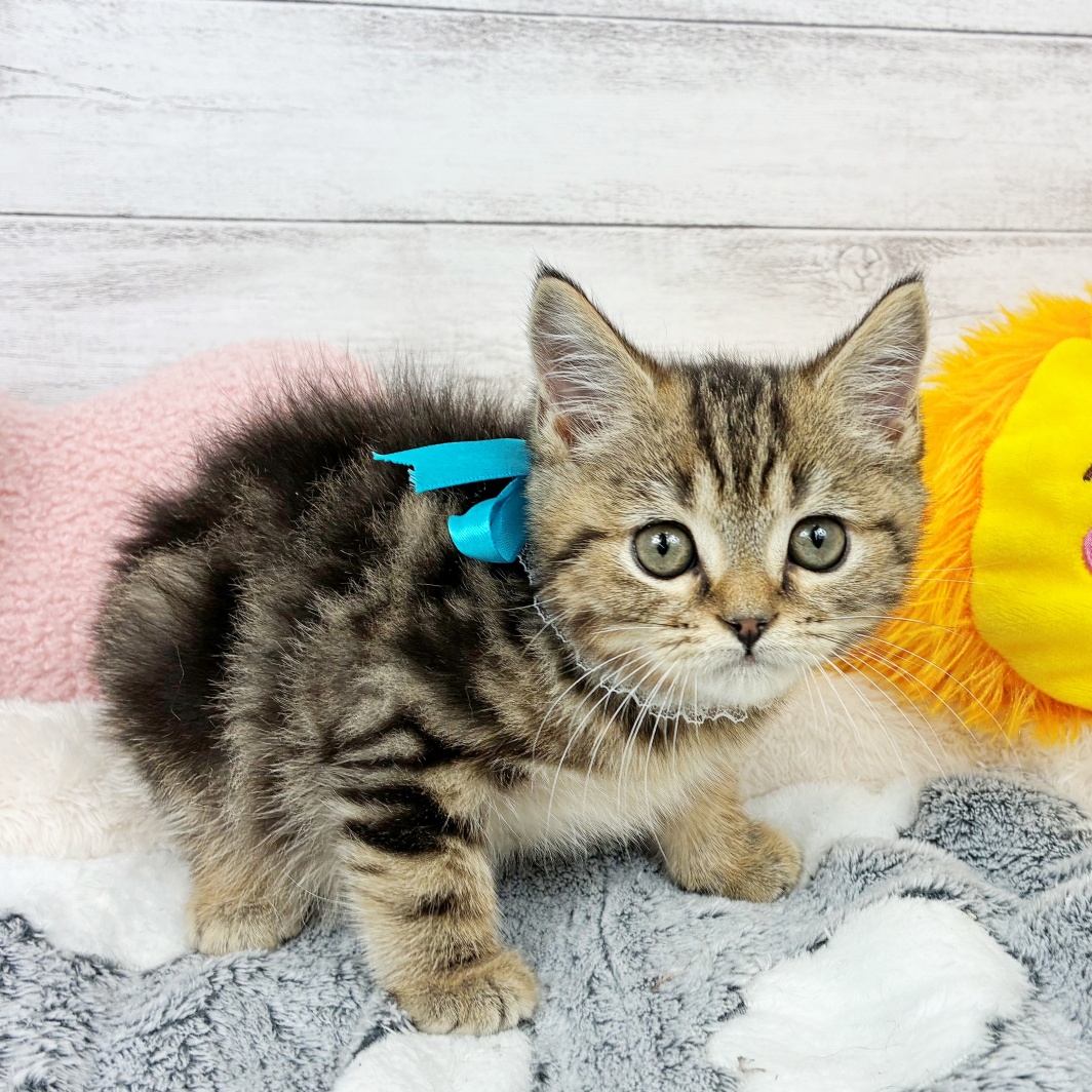 兵庫県のスコティッシュストレート (犬の家＆猫の里川西店/2026年2月12日生まれ/男の子/ブラウンタビー)の子猫の4枚目の画像