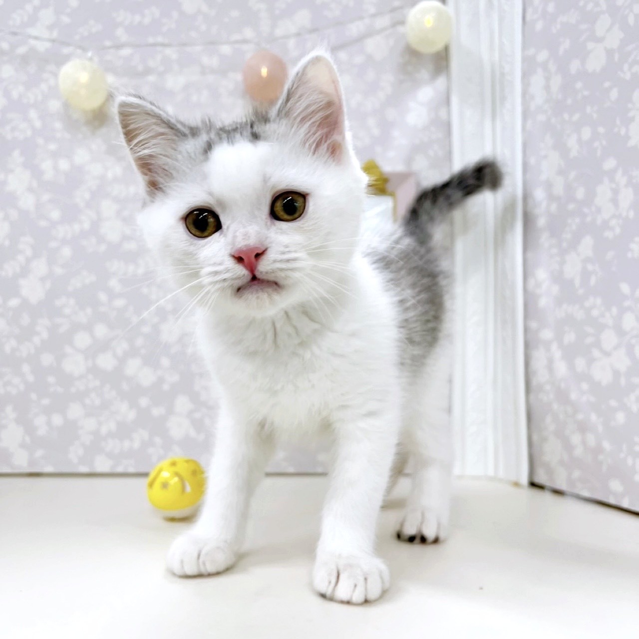 富山県のミヌエット (犬の家＆猫の里アミーゴ高岡蓮花寺店/2026年2月20日生まれ/男の子/シルバータビーホワイト)の子猫の4枚目の画像