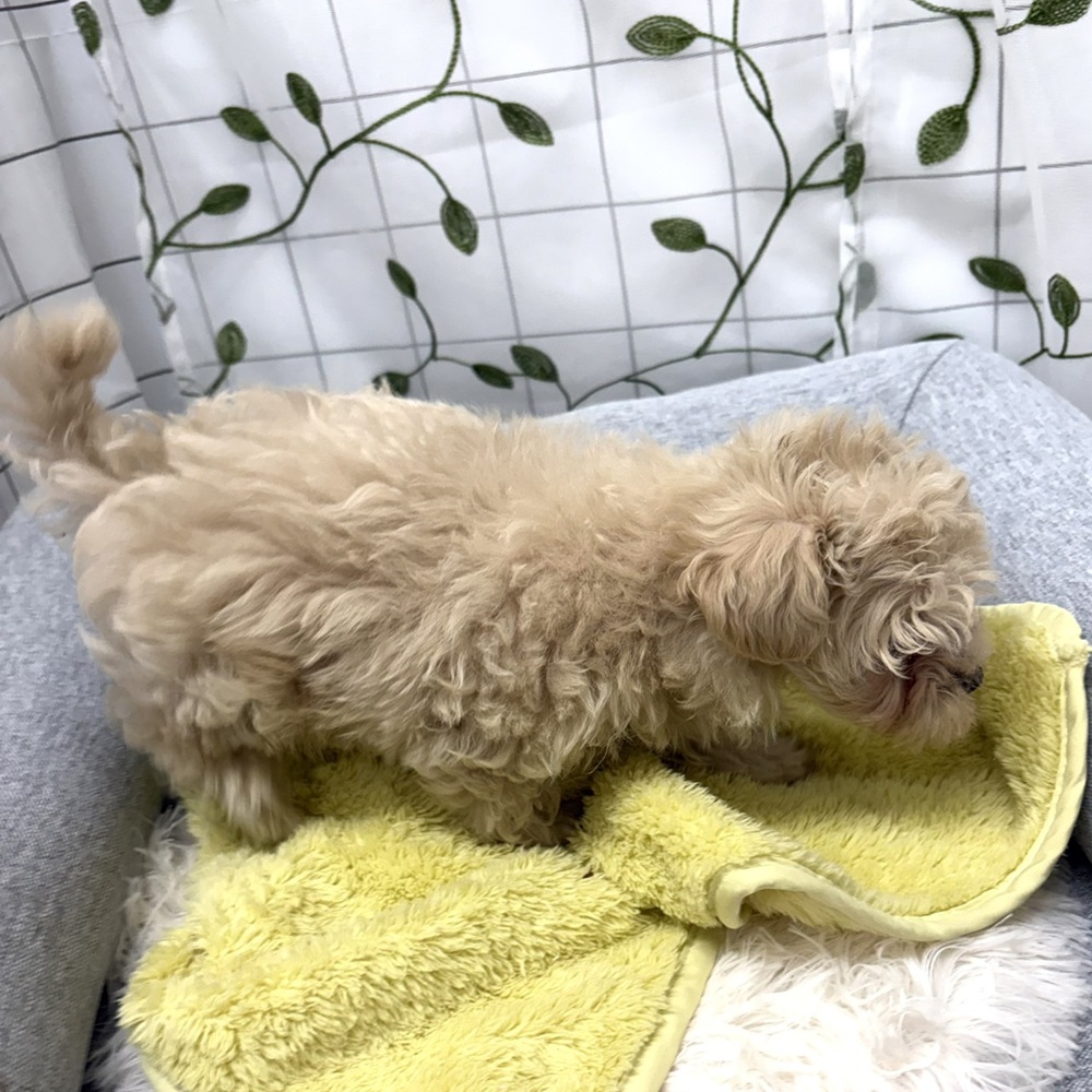 長野県のマルプー(マルチーズ×プードル) (犬の家＆猫の里塩尻店/2026年3月6日生まれ/男の子/クリームホワイト)の子犬の4枚目の画像