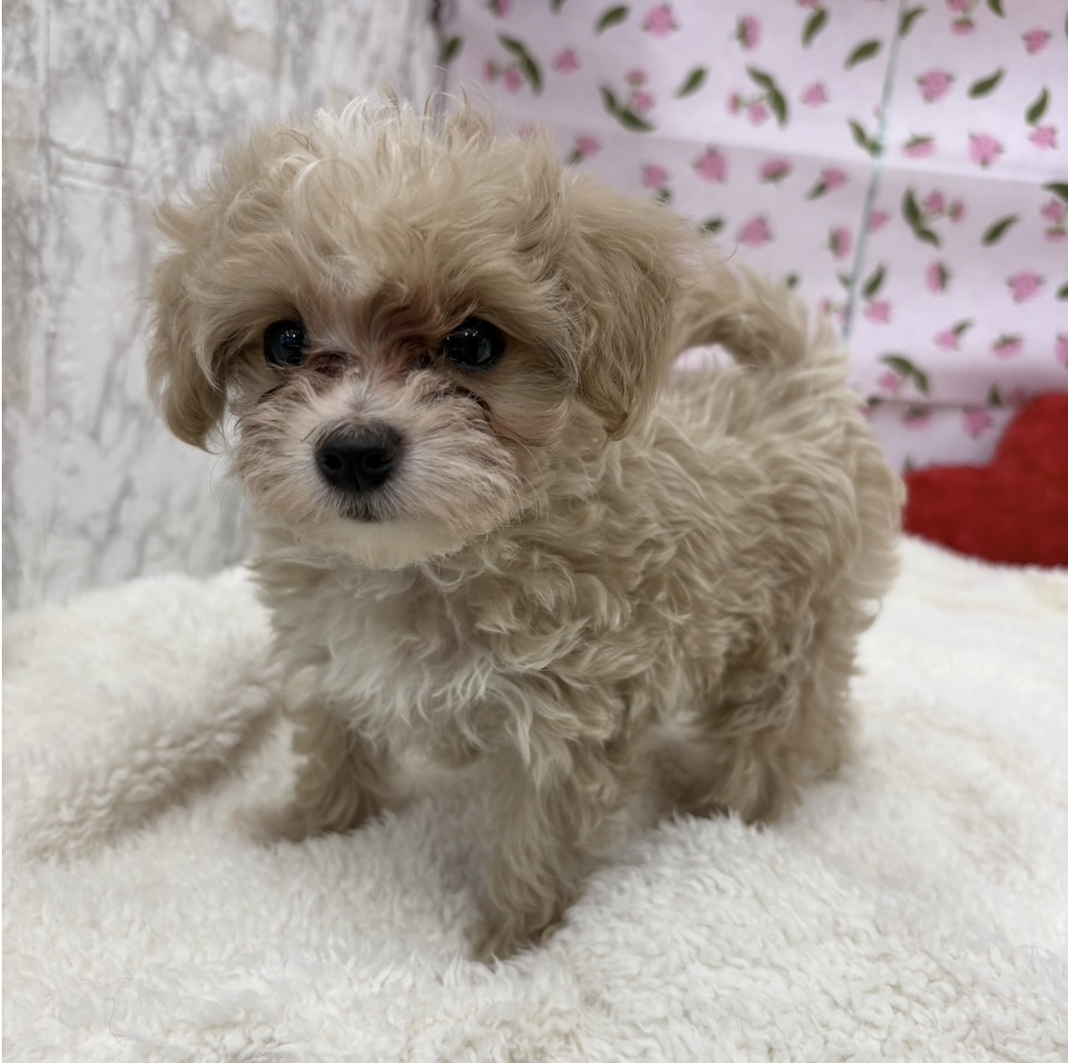 愛知県のマルプー(マルチーズ×プードル) (犬の家＆猫の里エアポートウォーク店/2026年3月5日生まれ/男の子/クリームホワイト)の子犬の4枚目の画像