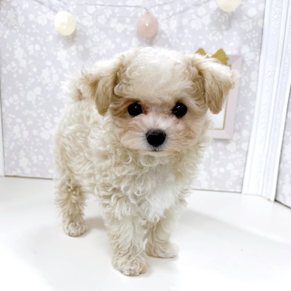 富山県のマルプー(マルチーズ×プードル) (犬の家＆猫の里アミーゴ高岡蓮花寺店/2026年3月5日生まれ/女の子/クリームホワイト)の子犬の4枚目の画像