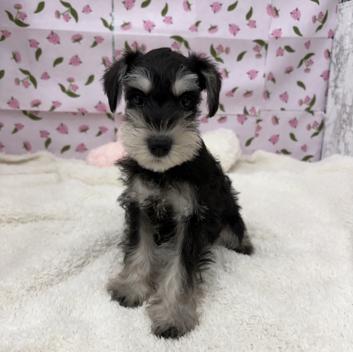 愛知県のミニチュアシュナウザー (犬の家＆猫の里エアポートウォーク店/2026年3月5日生まれ/女の子/ブラックシルバー)の子犬の4枚目の画像