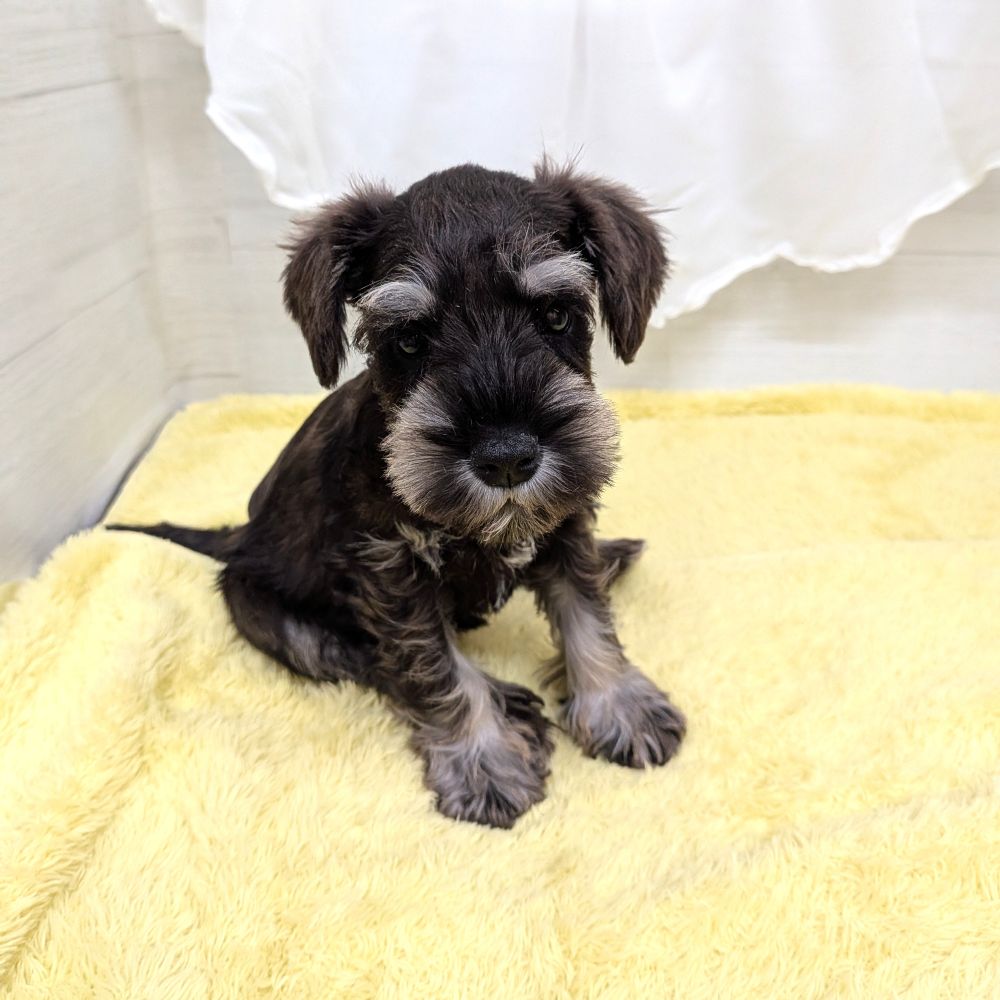 愛知県のミニチュアシュナウザー (犬の家＆猫の里碧南店/2026年3月5日生まれ/男の子/ソルトペッパー)の子犬の4枚目の画像