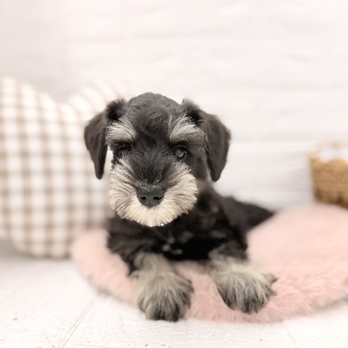 愛知県のミニチュアシュナウザー (犬の家＆猫の里豊川インター店/2026年3月5日生まれ/女の子/ブラックシルバー)の子犬の4枚目の画像